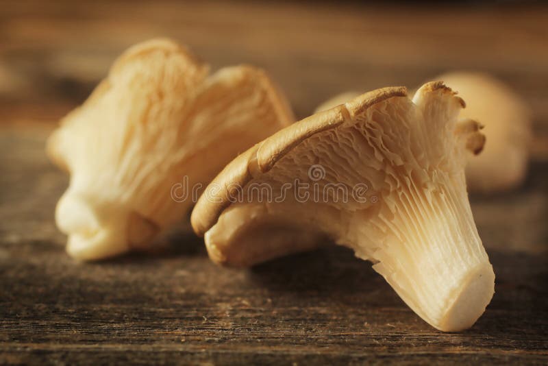 Oyster mushroom on a wooden table