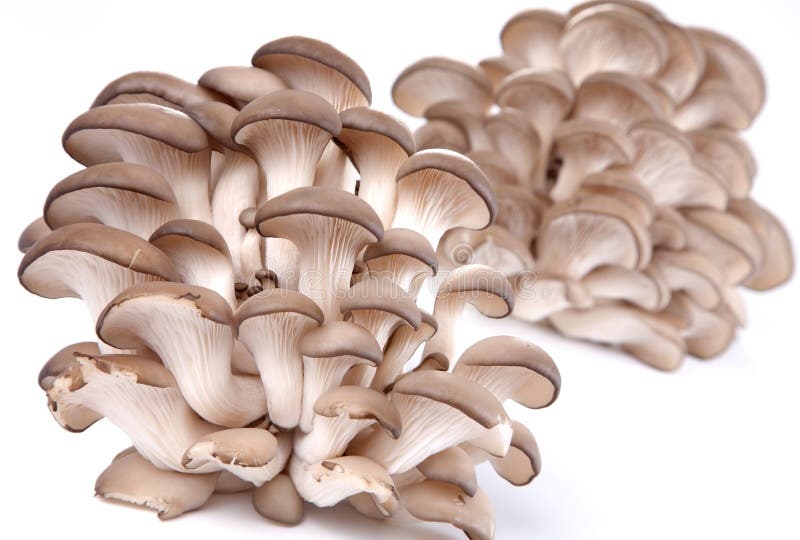 Oyster mushrooms stock image. Image of prepare, ingredient 13393153