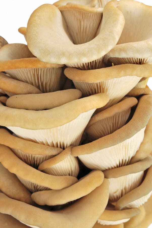 Oyster mushrooms stock image. Image of restaurant, natural 17907077