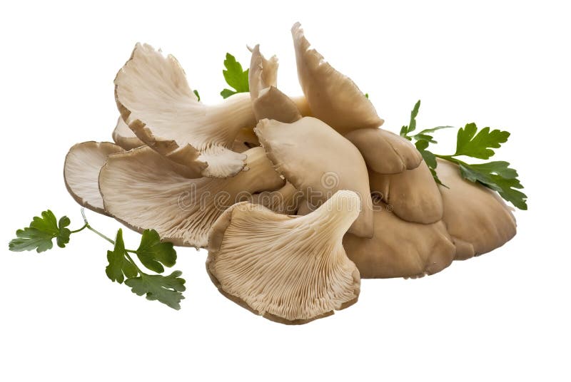 Fresh oyster mushrooms with white background.