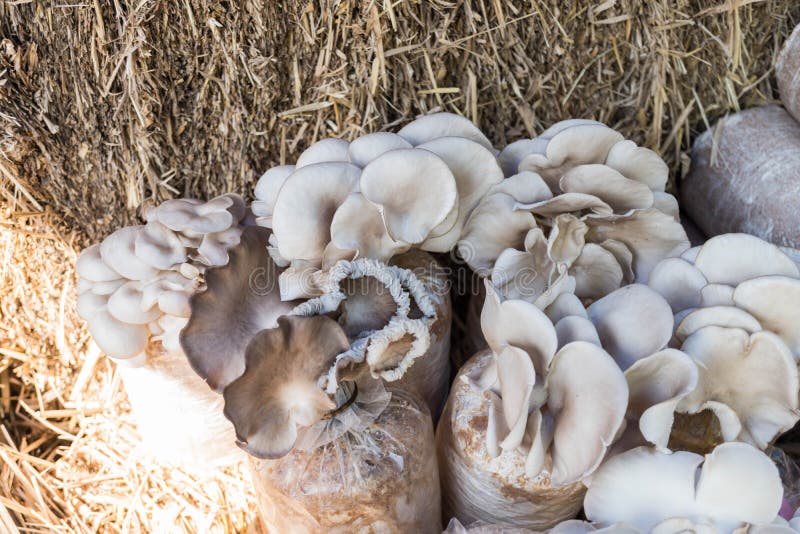 Oyster Mushrooms Cultivation Stock Photo Image of substrate