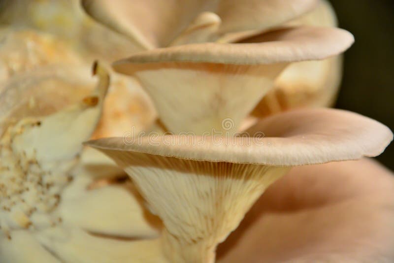 Oyster Mushrooms Growing in Bags of Sawdust Stock Image Image of