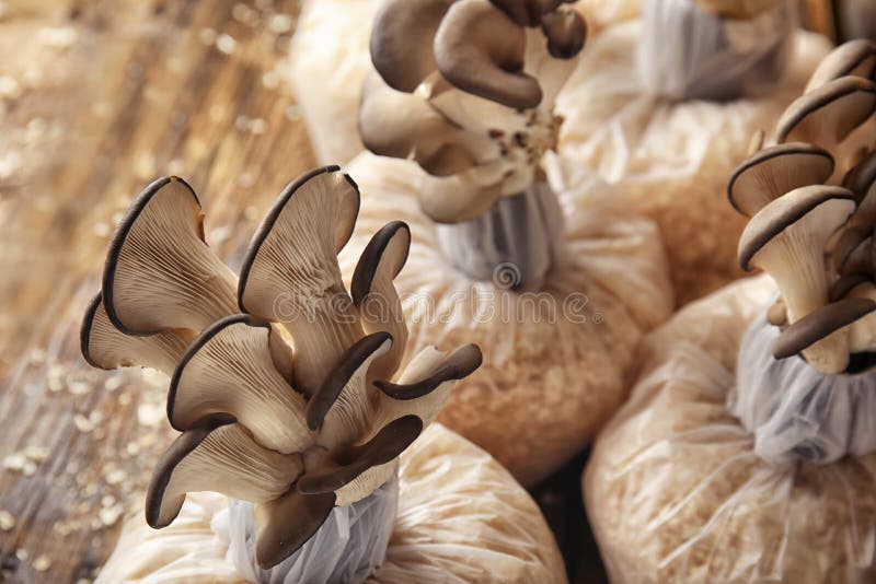 Oyster mushrooms growing in sawdust on table. Cultivation of fungi