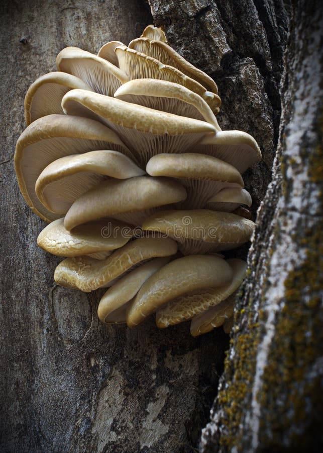 Wild oyster mushrooms stock photo. Image of champignon 42071558