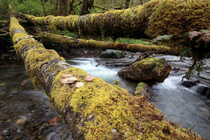 Oyster Mushrooms on a Log Across a Creek Stock Image Image of