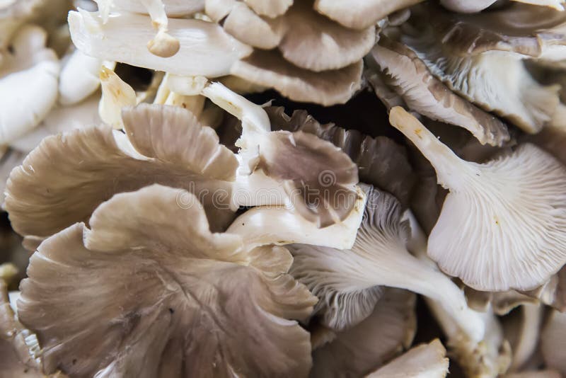 Oyster Mushrooms At A Market Stock Image Image of fresh, mushroom