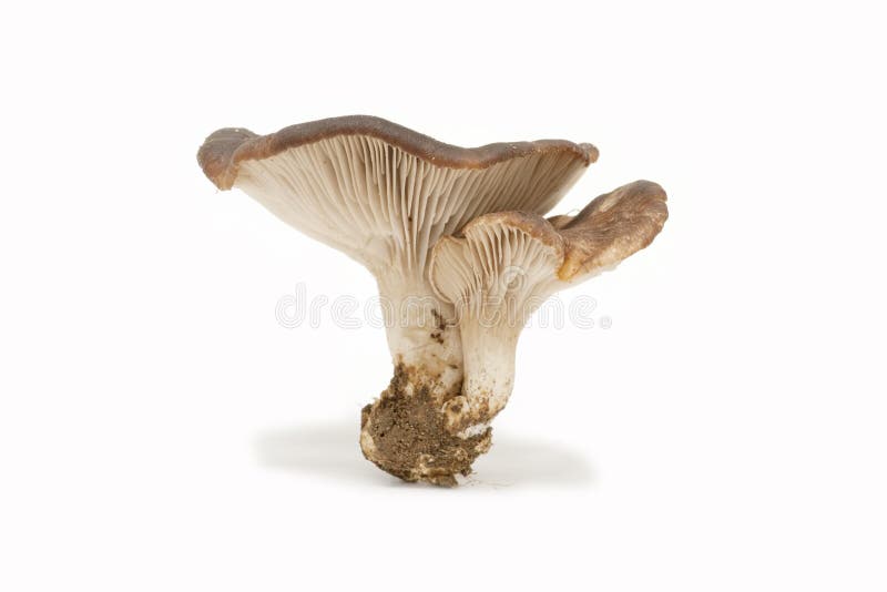 Oyster mushrooms on white background