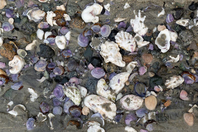 Oyster and mussel shells on the beach royalty free stock images