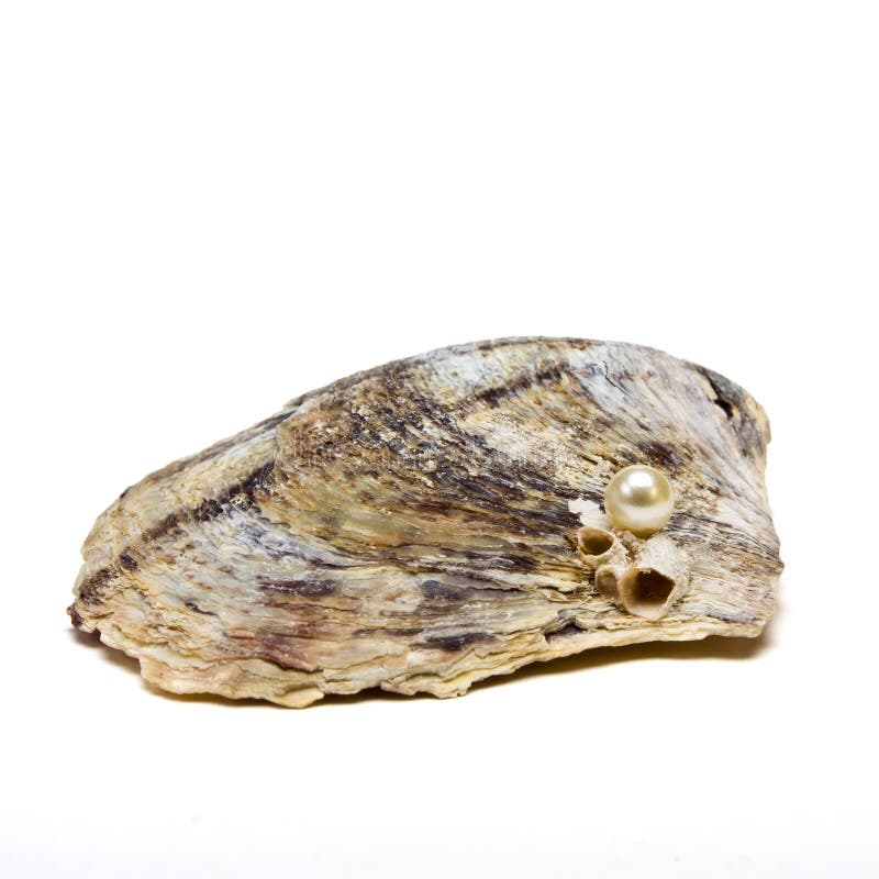 729 Open Oyster Pearl Photos - Free & Royalty-Free Stock Photos from