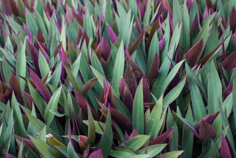 stock image. Image of purple, sharp, cover, oyster, environment 45308349