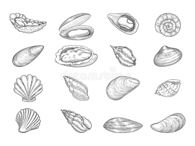 Oyster. Seafood gourmet products natural fresh shells vector doodle collection