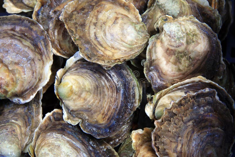 A background of fresh oysters for sale at a market. Bivalve shell stock images, royalty-free photos and pictures