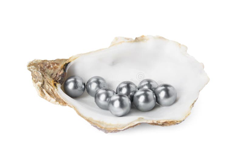 Oyster shell with black pearls on white background. Bivalve shell stock images, royalty-free photos and pictures