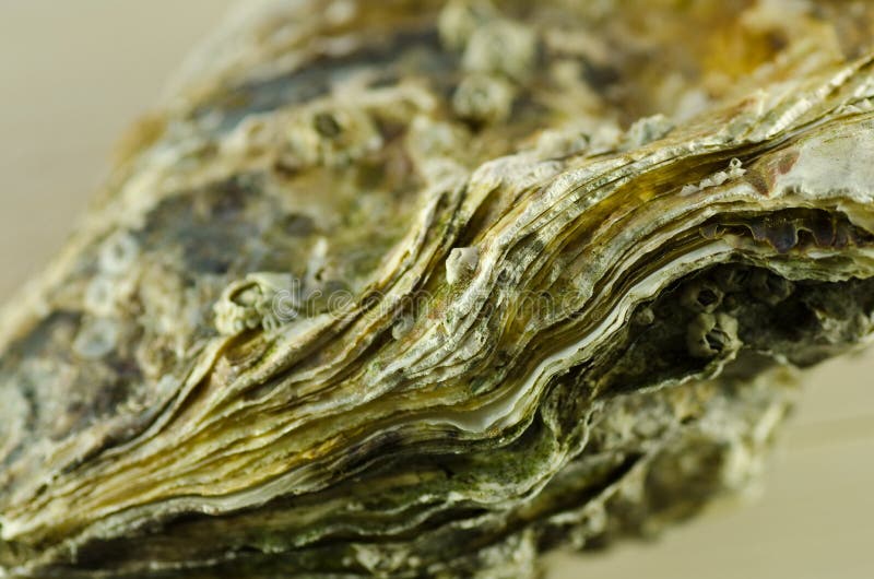 Oyster shell macro