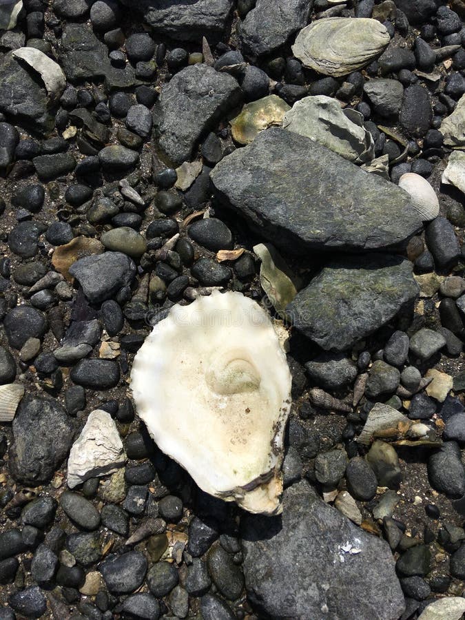 Oyster shell on the rock stock image. Image of rock 123476011