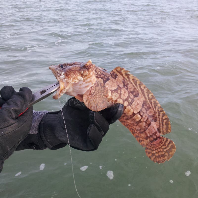 Oyster Toad fish stock image. Image of oyster, fish, look 68718851