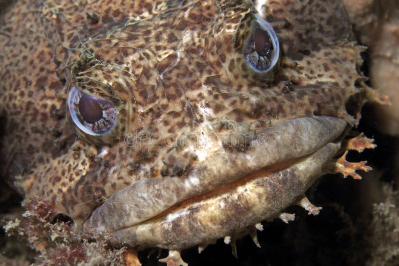 Oyster Toadfish up close stock image. Image of fish, mouth - 31337971