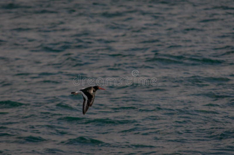 Oystercatcher Flying Low Over Sea Water stock images Oystercatcher Flying Low Over Sea Water stock images