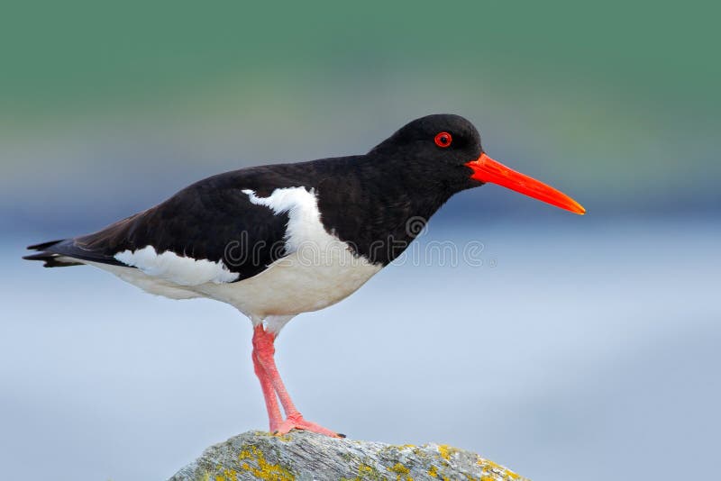 Oystercatcher, Heamatopus ostralegus, water bird in the wave, with open red bill,Norway. Bird sitting on the yellow lichen stone.