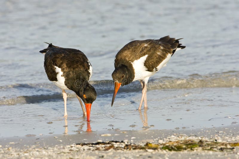 Oystercatcher teaching her chick