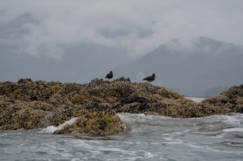 barnacle bay free download barnacle bay free download