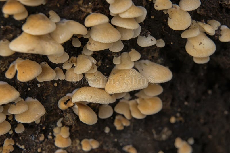 Oysterling mushrooms on dead tree trunk - creptidotus