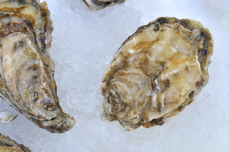 Oysters stock photo. Image of gourmet, restaurant, tropical 21714476