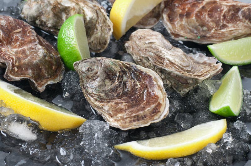 Oysters stock image