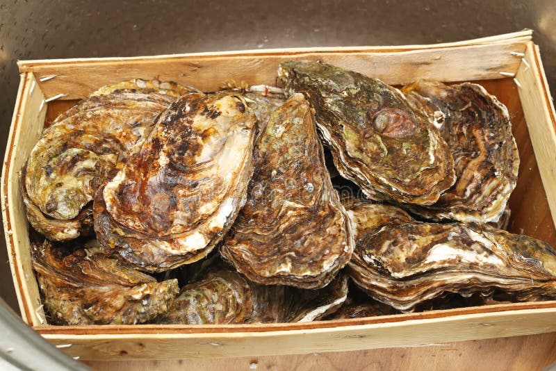 Oysters stock image. Image of edible, open, opened, fresh 50090635