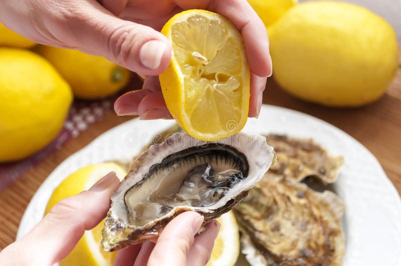 Oysters royalty free stock images