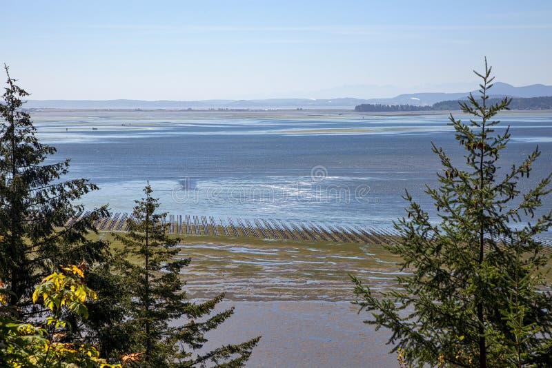 Oysters on the Bay stock image. Image of trees, nature 76194959