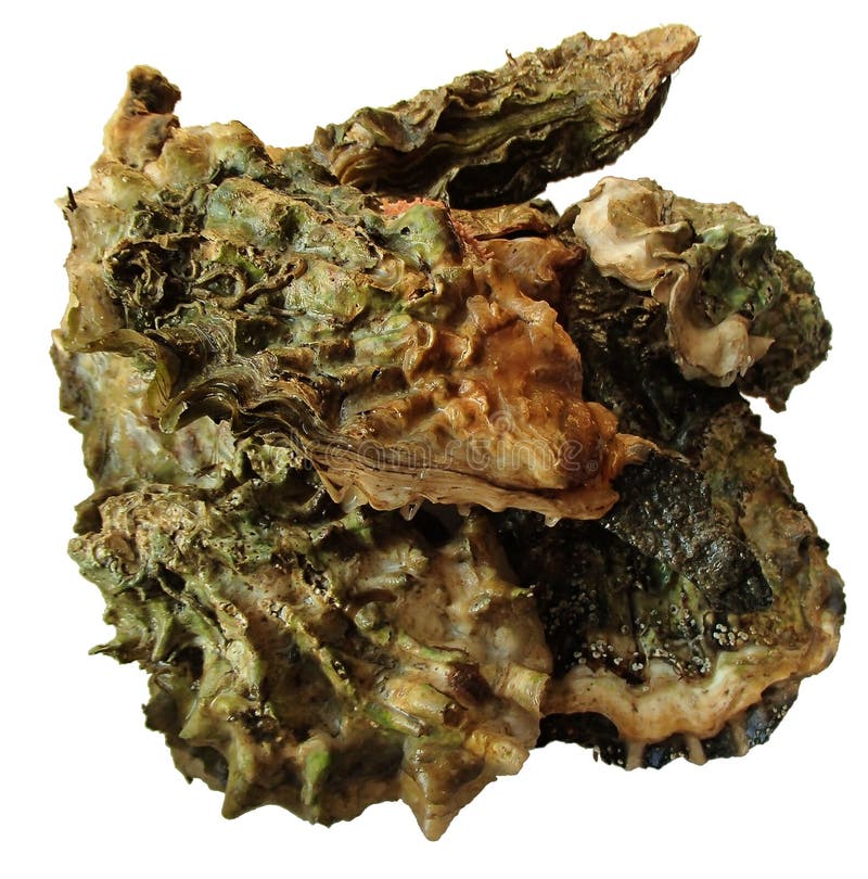 collect wild oyster spat crassotrea gigas collect wild oyster spat crassotrea gigas