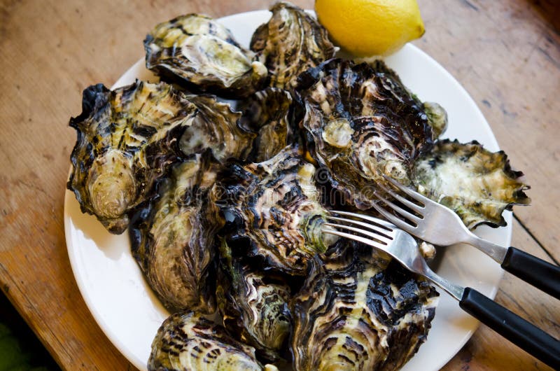 Oysters