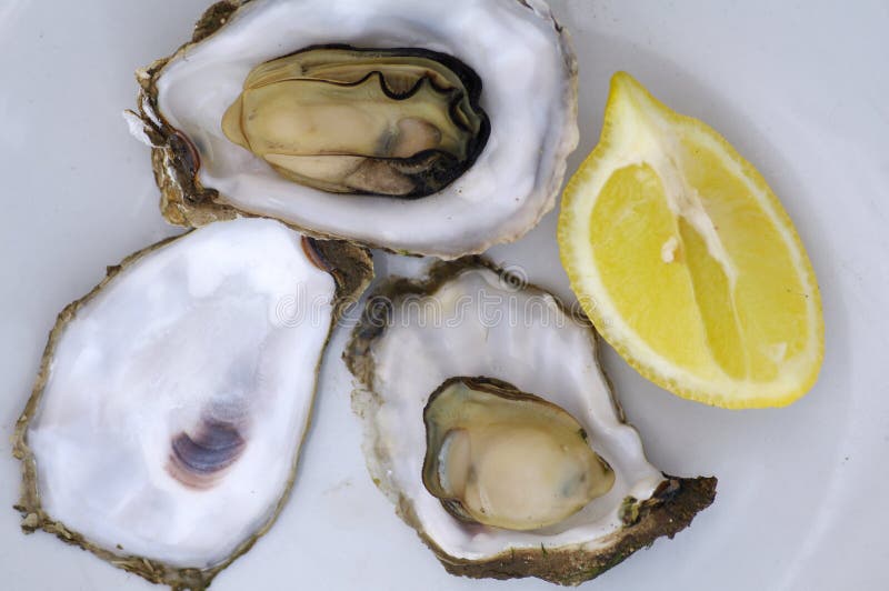 Oysters stock image. Image of delicacy, lemon, seafood 31754979