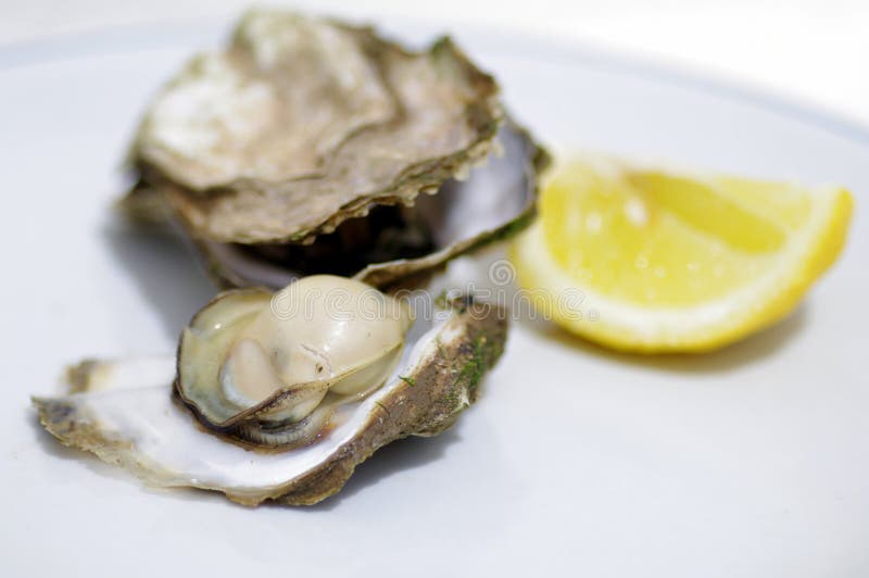 Oysters stock image. Image of ostreidae, lemon, zinc 31754977