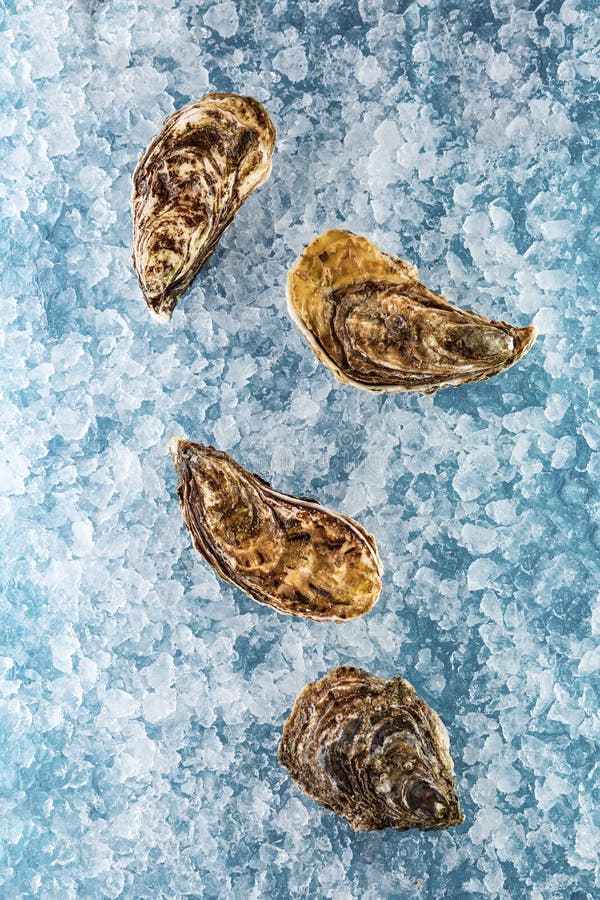 Oysters on ice stock photo. Image of gillardeau, bivalve 86049674