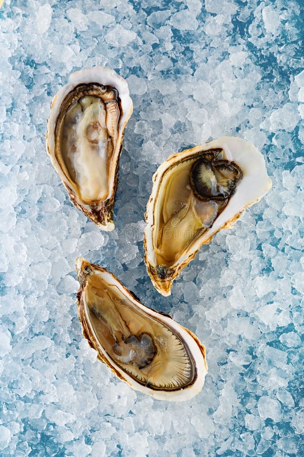 Belon flat oysters stock photo. Image of scallop, oyster 23703110