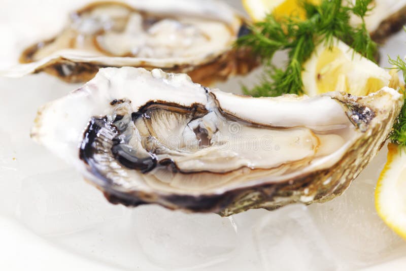 Oysters with lemon and dill stock photos