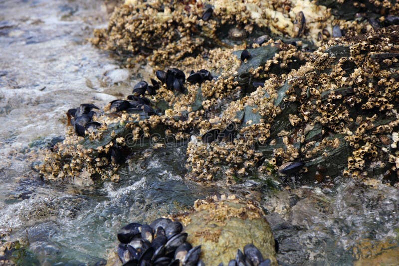 Oysters in nature royalty free stock photo