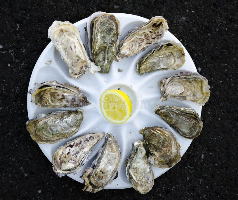 Oysters in a plate stock images