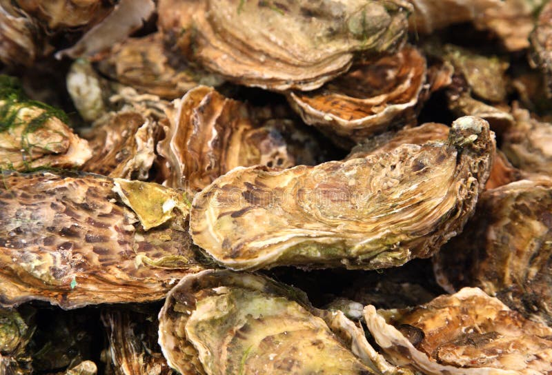 Oysters In Shells Picture. Image 8604946