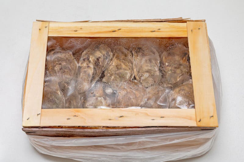 Oysters Package Box stock image. Image of food, oyster 211465089