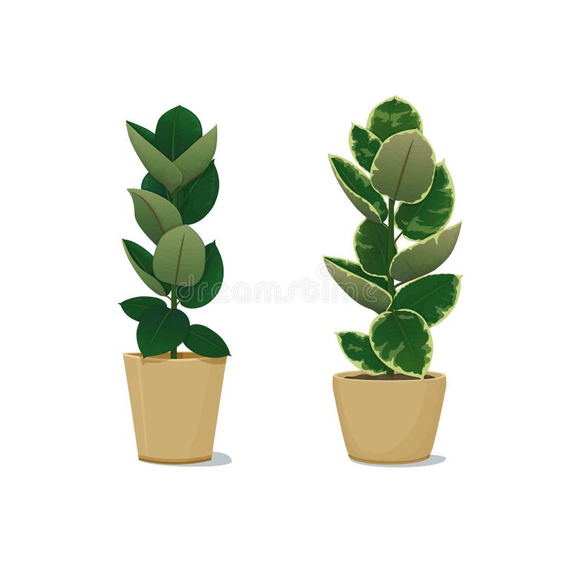 Ozdobne rośliny ziemniaczane. wystrój domowy. ilustracja wektorowa. kauczuk ficus elastica w dwóch wariacjach barwy liści. ilustracji