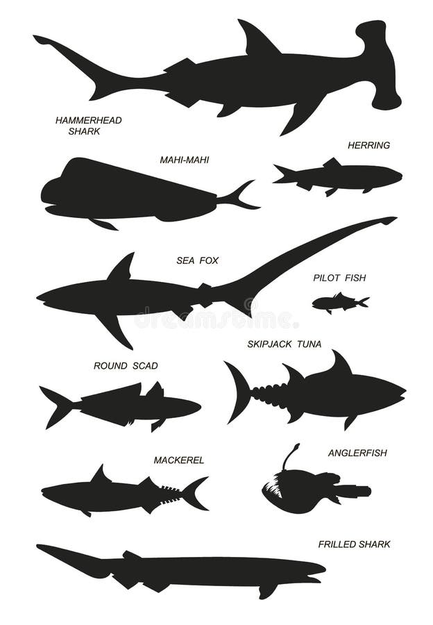 Sharks, mackerel, scad, tuna with names. Vector outline illustration silhouettes. Sharks, mackerel, scad, tuna with names. Vector outline illustration silhouettes