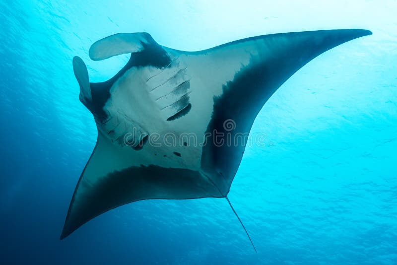Ozeanischer Mantarochen, der um eine Reinigungsstation in kristallblauem Wasser fliegt lizenzfreie stockfotografie