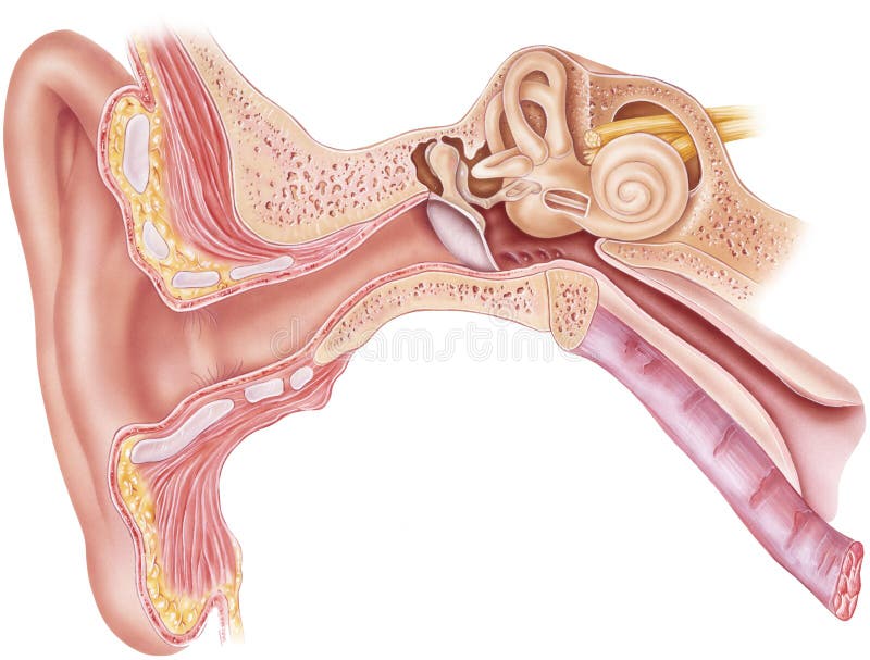 Frontal section through the right external, middle, and internal ear. Shown are the vestibular labyrinth, cochlear labyrinth, cochlea, tensor tympani muscle, auditory tube,tympanic cavity, Tympanic membrane, temporal bone, auditory ossicles, auricle, external acoustic meatus, mastoid process,styloid process, semicircular canals, incus, malleus, stapes, vestibulocochlear nerve. Frontal section through the right external, middle, and internal ear. Shown are the vestibular labyrinth, cochlear labyrinth, cochlea, tensor tympani muscle, auditory tube,tympanic cavity, Tympanic membrane, temporal bone, auditory ossicles, auricle, external acoustic meatus, mastoid process,styloid process, semicircular canals, incus, malleus, stapes, vestibulocochlear nerve