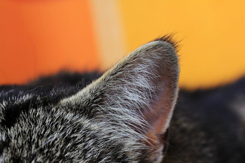 Close-up of a cat ear. Close-up of a cat ear