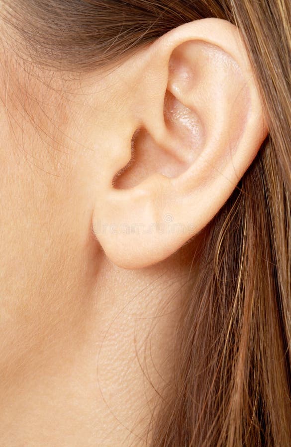 Color closeup picture of brunette girl ear. Color closeup picture of brunette girl ear