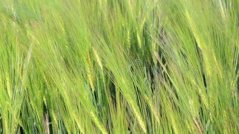 OÃ­dos de cosecha de trigo en el campo el dÃ­a de primavera. CercanÃ­a de cebada verde en el campo. AraÃ±as de centeno balanceÃ¡nd