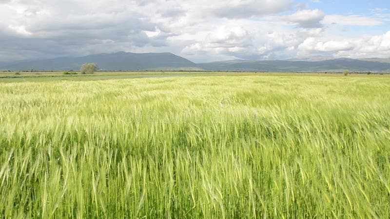 OÃ­dos de cosecha de trigo en el campo el dÃ­a de primavera. CercanÃ­a de cebada verde en el campo. AraÃ±as de centeno balanceÃ¡nd